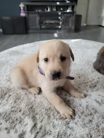 Purple, a female Labrador Retriever for sale in Arizona City, AZ – Photo 5 of 8