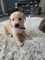 Purple, a female Labrador Retriever for sale in Arizona City, AZ – Photo 3 of 8