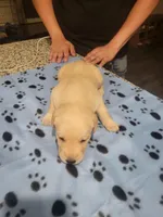 Yellow Female, a female Labrador Retriever for sale in Arizona City, AZ – Photo 2 of 6