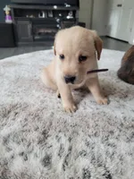 Purple, a female Labrador Retriever for sale in Arizona City, AZ – Photo 4 of 8