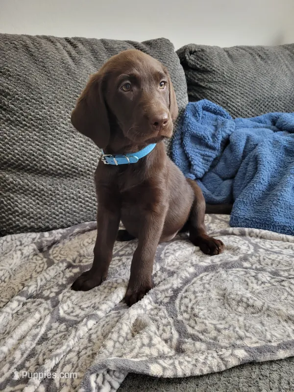 Light Blue – Labrador Retriever puppy for sale in Arizona City, AZ