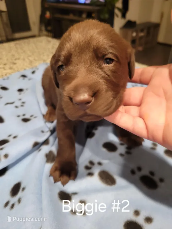 Biggie #2 – Labrador Retriever puppy for sale in Arizona City, AZ