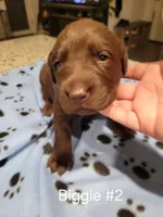 Biggie #2, a female Labrador Retriever for sale in Arizona City, AZ – Photo 1 of 6