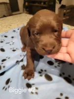 Biggie #2, a female Labrador Retriever for sale in Arizona City, AZ – Photo 3 of 6