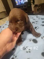 Biggie #2, a female Labrador Retriever for sale in Arizona City, AZ – Photo 6 of 6