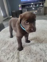 Light Blue, a female Labrador Retriever for sale in Arizona City, AZ – Photo 4 of 6