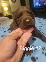 Biggie #2, a female Labrador Retriever for sale in Arizona City, AZ – Photo 5 of 6