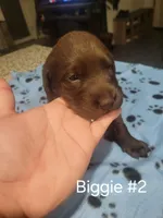 Biggie #2, a female Labrador Retriever for sale in Arizona City, AZ – Photo 2 of 6