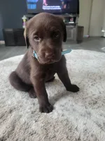 Light Blue, a female Labrador Retriever for sale in Arizona City, AZ – Photo 2 of 6