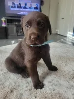 Light Blue, a female Labrador Retriever for sale in Arizona City, AZ – Photo 1 of 6