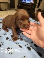 Biggie #2, a female Labrador Retriever for sale in Arizona City, AZ – Photo 4 of 6