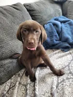 Light Pink, a female Labrador Retriever for sale in Arizona City, AZ – 2 of 8