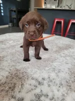 Orange, a female Labrador Retriever for sale in Arizona City, AZ – Photo 2 of 9