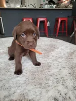 Orange, a female Labrador Retriever for sale in Arizona City, AZ – Photo 7 of 9