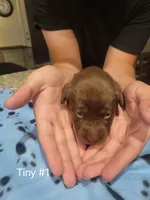 Tiny #1, a female Labrador Retriever for sale in Arizona City, AZ – Photo 3 of 3