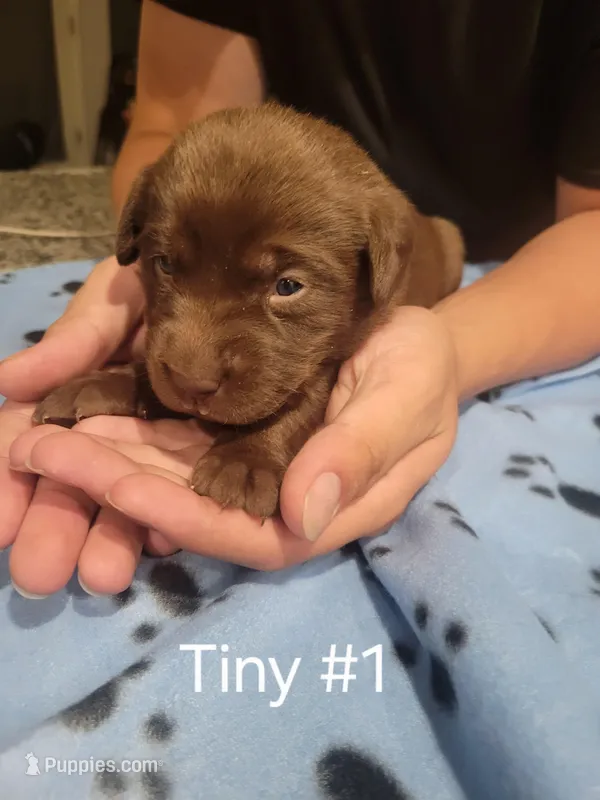 Tiny #1 – Labrador Retriever puppy for sale in Arizona City, AZ