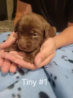 Tiny #1, a female Labrador Retriever for sale in Arizona City, AZ – Photo 1 of 3