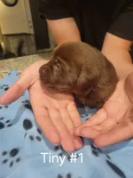 Tiny #1, a female Labrador Retriever for sale in Arizona City, AZ – Photo 2 of 3