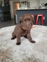 Orange, a female Labrador Retriever for sale in Arizona City, AZ – Photo 6 of 9
