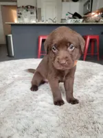 Orange, a female Labrador Retriever for sale in Arizona City, AZ – Photo 4 of 9