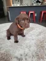 Orange, a female Labrador Retriever for sale in Arizona City, AZ – Photo 5 of 9