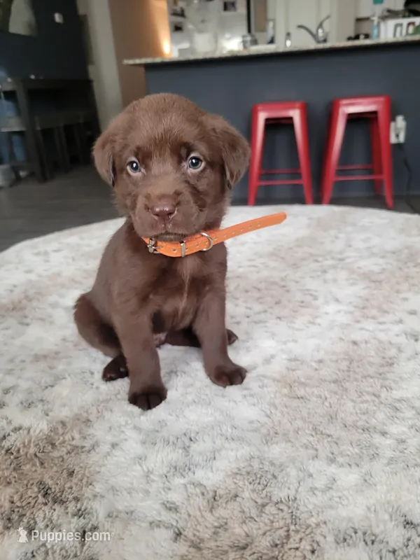 Orange – Labrador Retriever puppy for sale in Arizona City, AZ