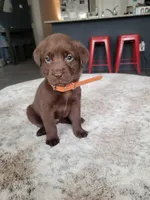 Orange, a female Labrador Retriever for sale in Arizona City, AZ – Photo 1 of 9