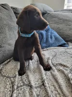Light Blue, a female Labrador Retriever for sale in Arizona City, AZ – 4 of 10