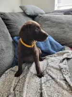 Yellow, a female Labrador Retriever for sale in Arizona City, AZ – 5 of 10