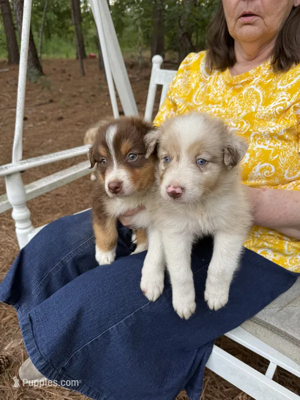 Charlie  – Australian Shepherd puppy for sale in Cassatt, SC