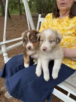Charlie , a male Australian Shepherd for sale in Cassatt, SC – 1 of 1