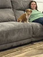 Barney, a male Australian Shepherd for sale in Cassatt, SC – 4 of 5