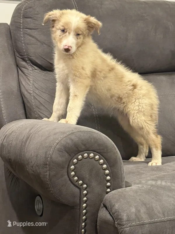 Prince – Australian Shepherd puppy for sale in Cassatt, SC