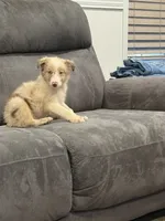 Prince, a male Australian Shepherd for sale in Cassatt, SC – 4 of 5