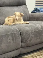 Prince, a male Australian Shepherd for sale in Cassatt, SC – 2 of 5