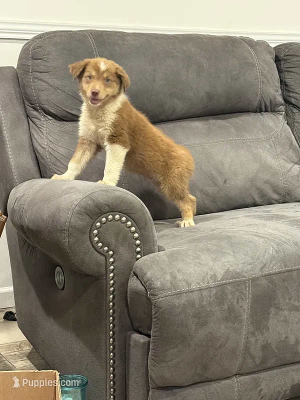 Barney650 – Australian Shepherd puppy for sale in Cassatt, SC