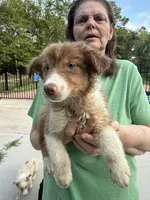 Scout, a male Australian Shepherd for sale in Cassatt, SC – 2 of 2