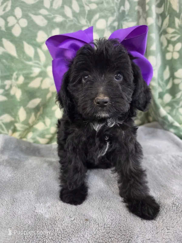 Bella – Poodle - Miniature  puppy for sale in Cassatt, SC