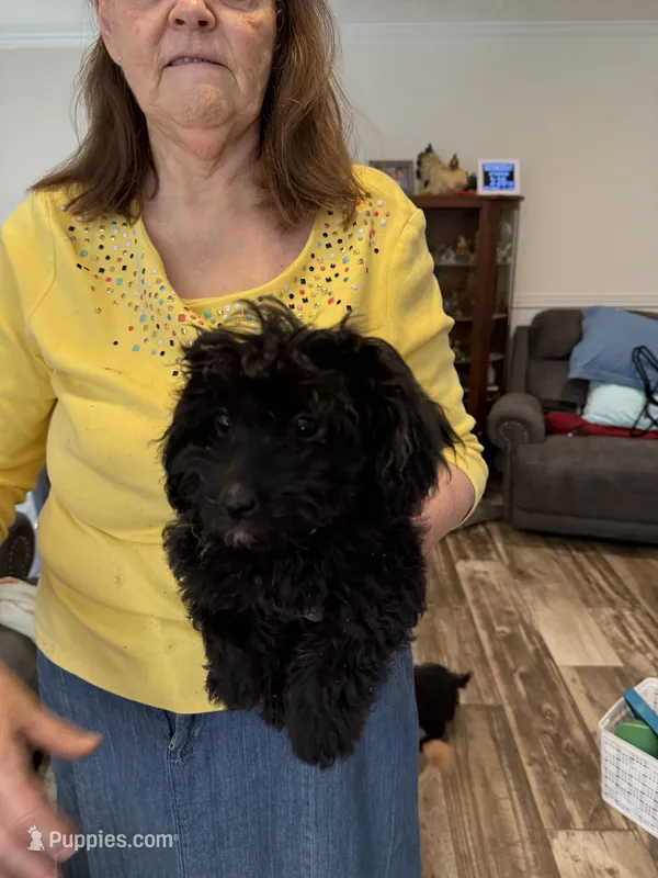 Ross – Poodle - Miniature  puppy for sale in Cassatt, SC