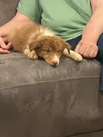 Lexie, a female Australian Shepherd for sale in Cassatt, SC – 2 of 3