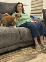 Barney, a male Australian Shepherd for sale in Cassatt, SC – 2 of 5