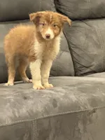 Lexie, a female Australian Shepherd for sale in Cassatt, SC – 3 of 3