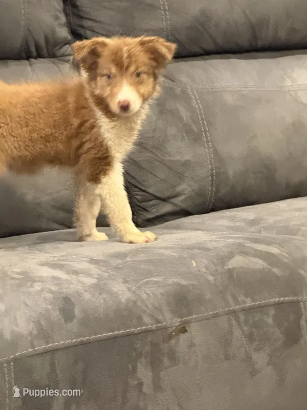 Lexie – Australian Shepherd puppy for sale in Cassatt, SC