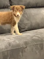 Lexie, a female Australian Shepherd for sale in Cassatt, SC – 1 of 3