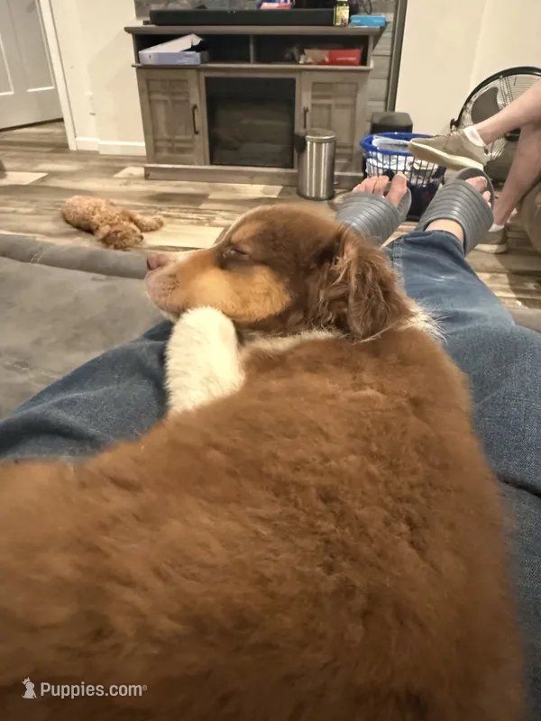 Scout – Australian Shepherd puppy for sale in Cassatt, SC