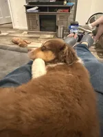 Scout, a male Australian Shepherd for sale in Cassatt, SC – 1 of 2