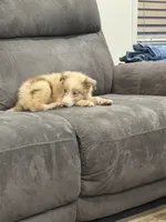 Prince, a male Australian Shepherd for sale in Cassatt, SC – 5 of 5