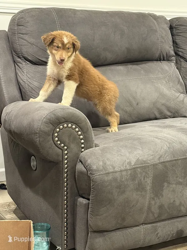 Barney – Australian Shepherd puppy for sale in Cassatt, SC
