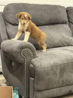 Barney, a male Australian Shepherd for sale in Cassatt, SC – 1 of 5