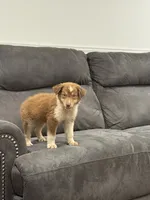 Barney, a male Australian Shepherd for sale in Cassatt, SC – 5 of 5